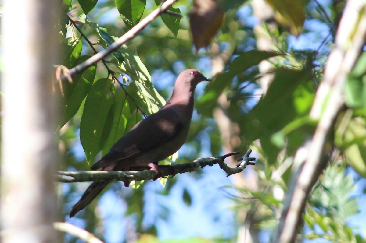 Ruddy Pigeon - ML258826111