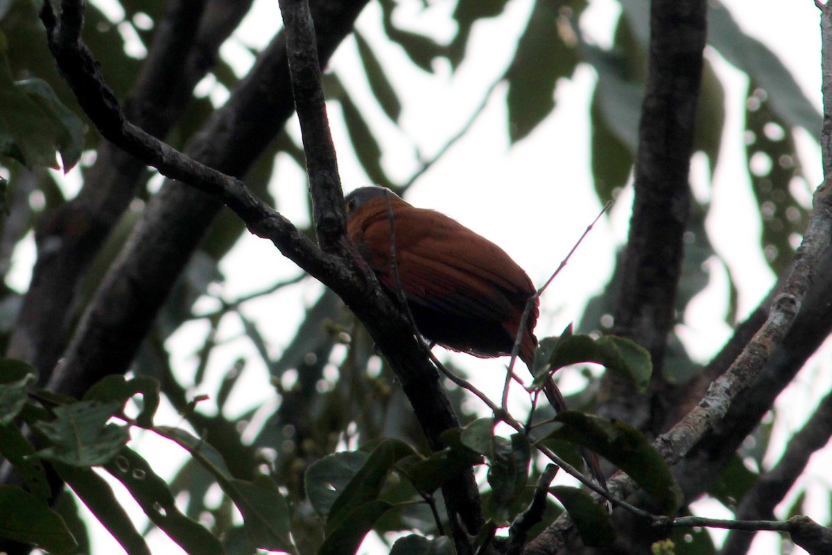 Black-bellied Cuckoo - ML258826241