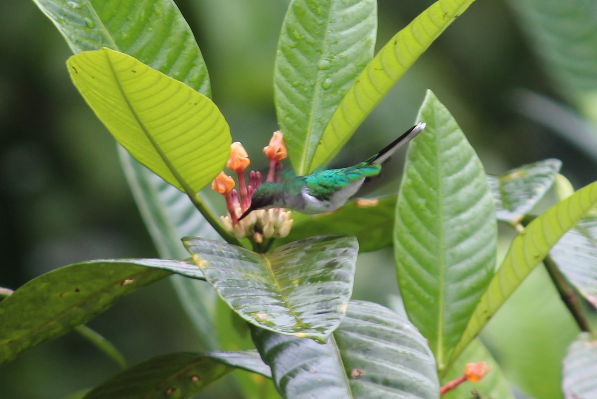 Black-eared Fairy - ML258826291