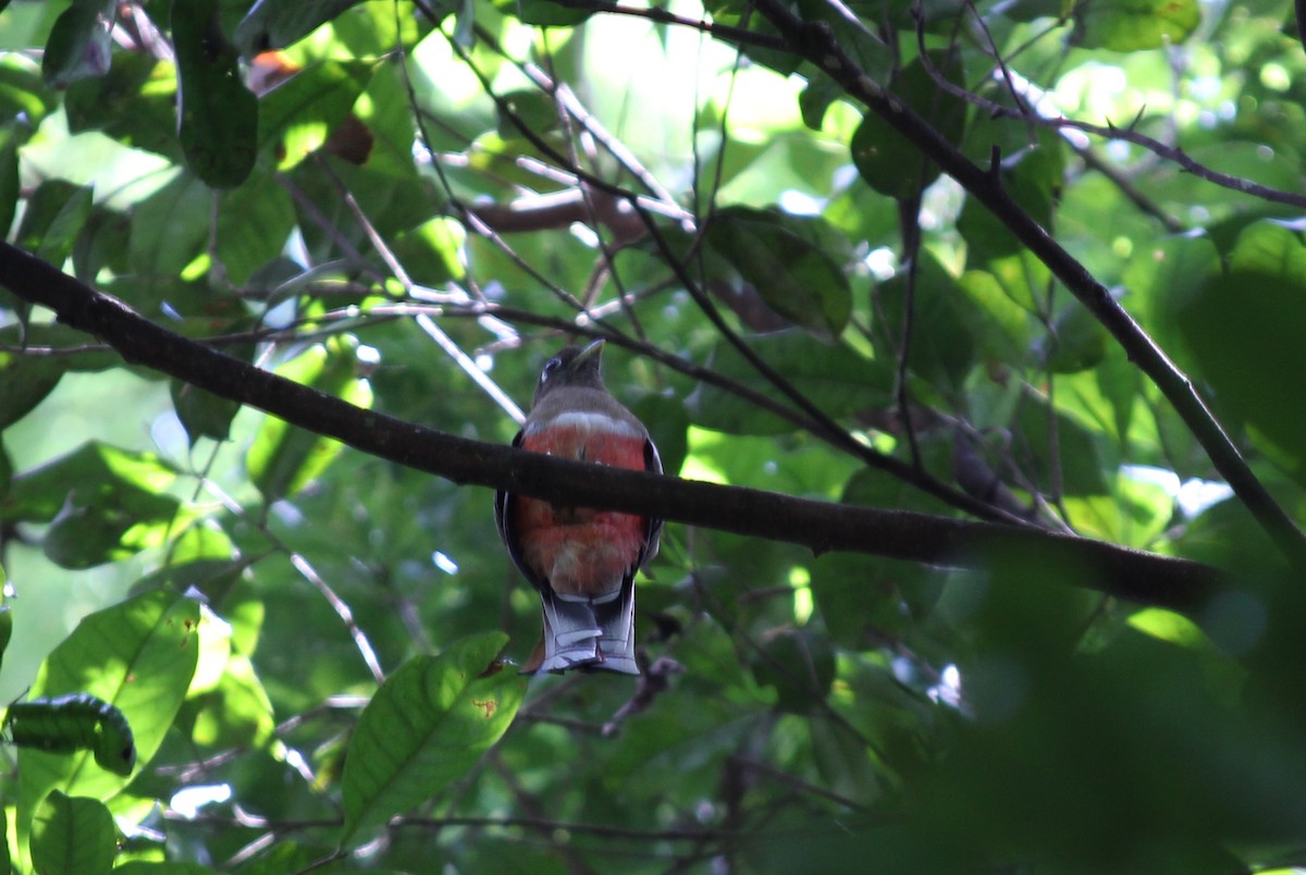 Collared Trogon - ML258826491