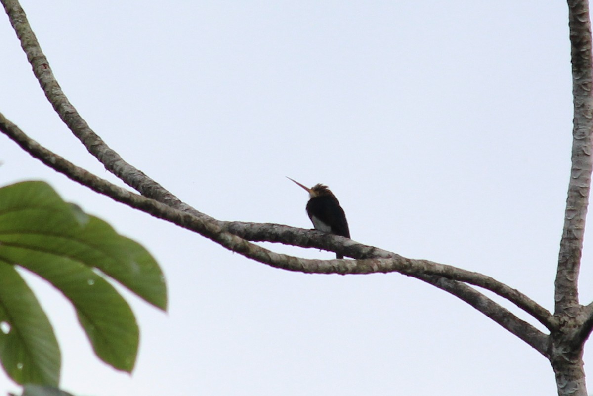 Brown Jacamar - ML258826601