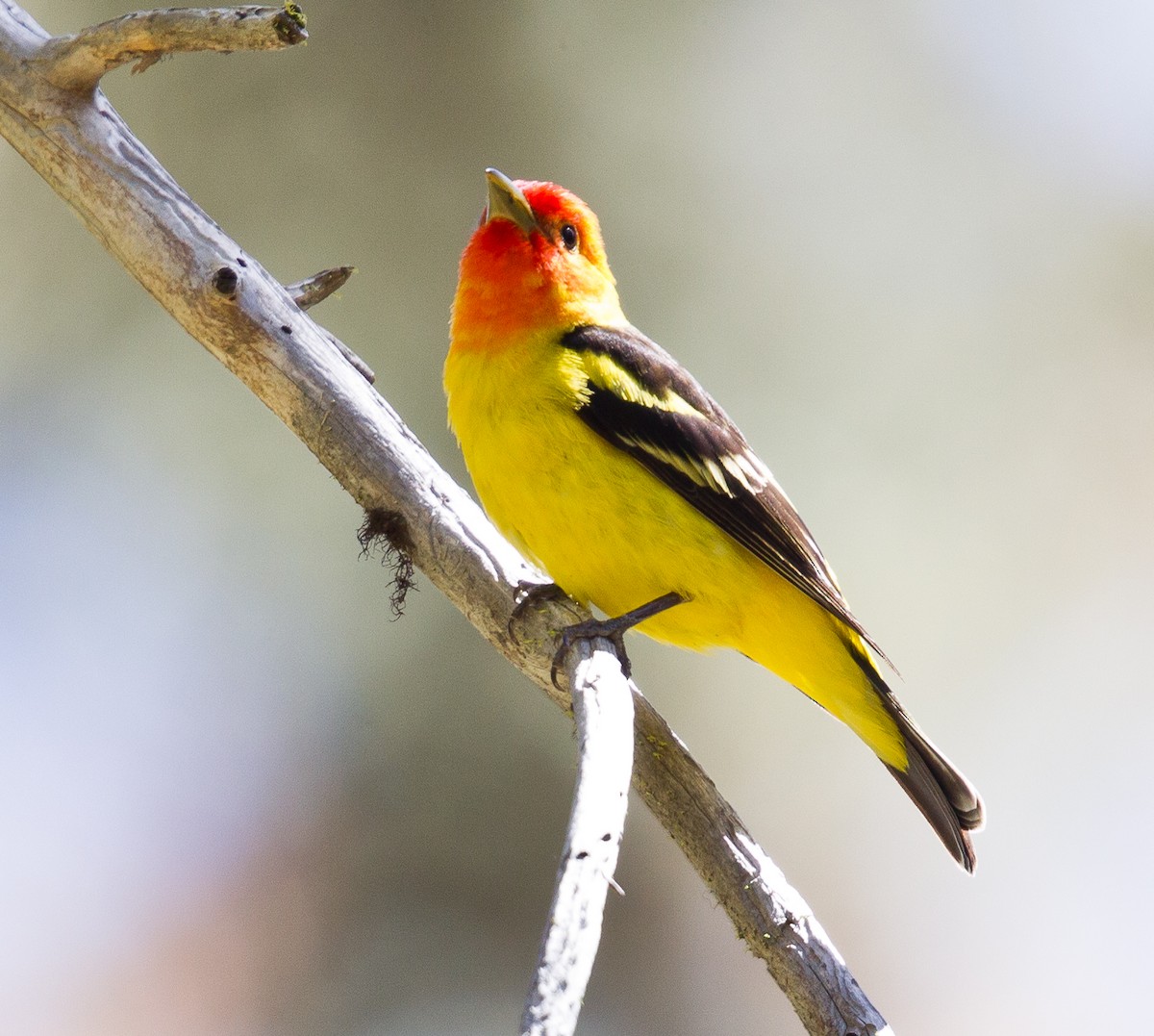 Western Tanager - ML258826781