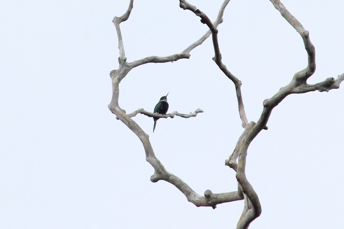 Paradise Jacamar - ML258826791