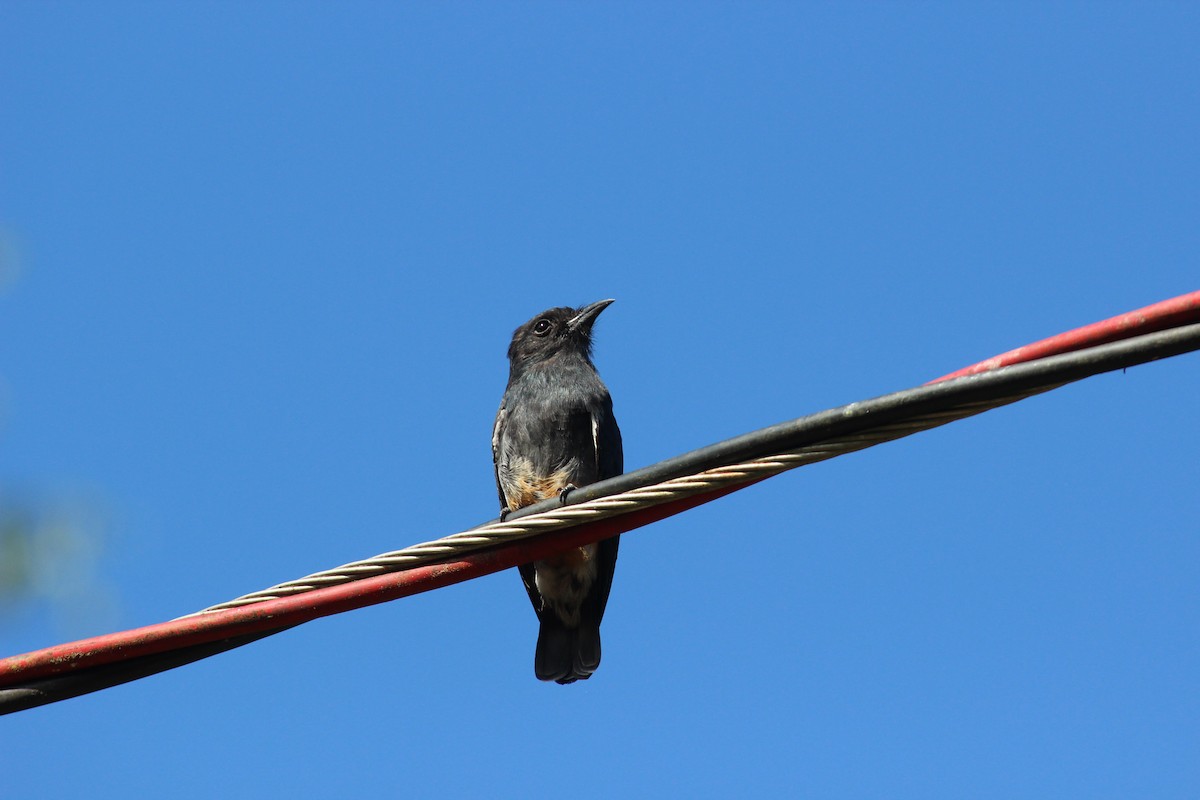 Swallow-winged Puffbird - ML258826951
