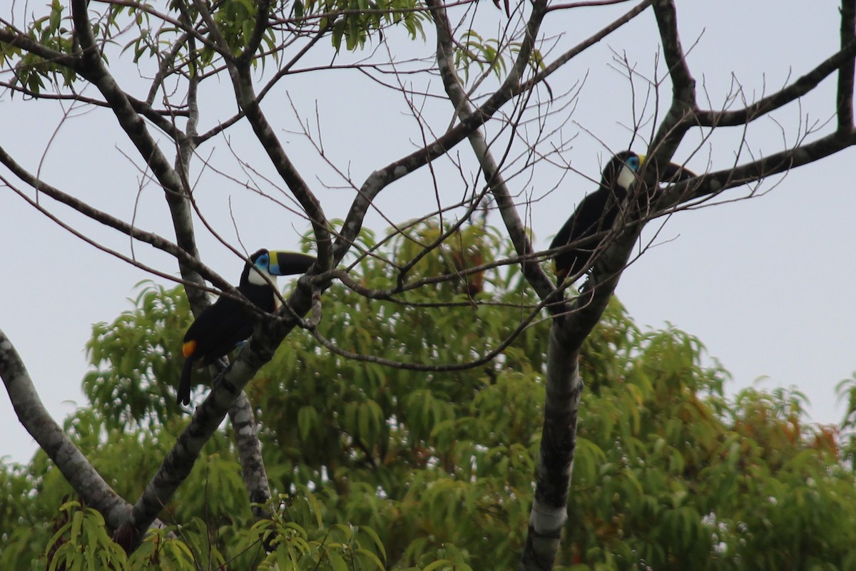 White-throated Toucan - ML258827131