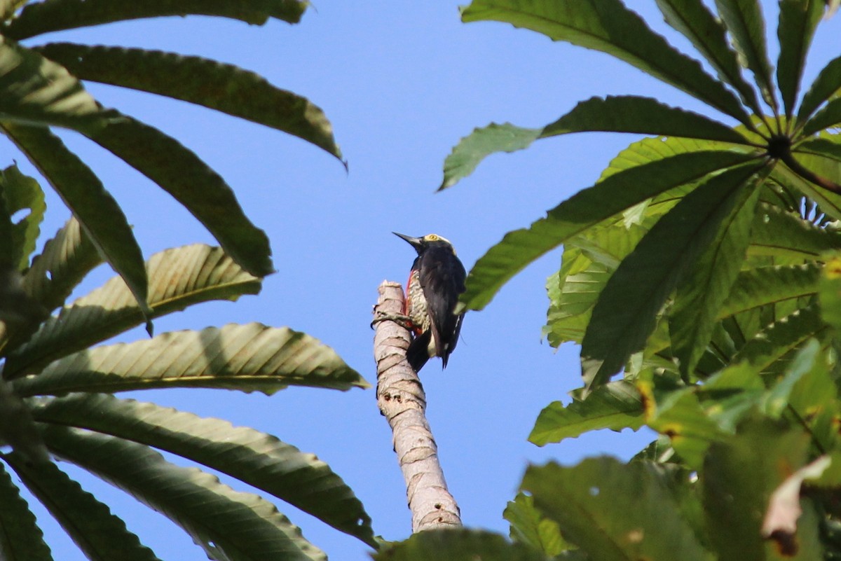Yellow-tufted Woodpecker - ML258827241