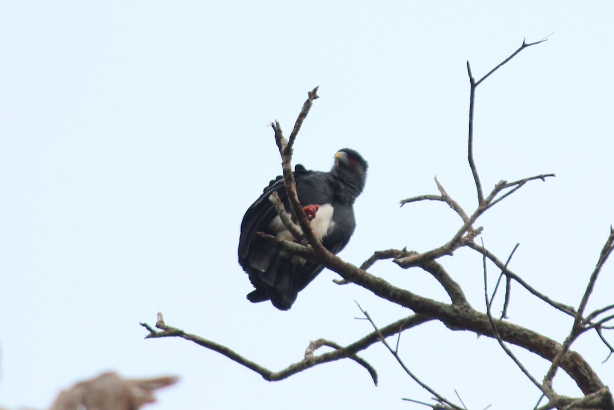 Red-throated Caracara - ML258827431
