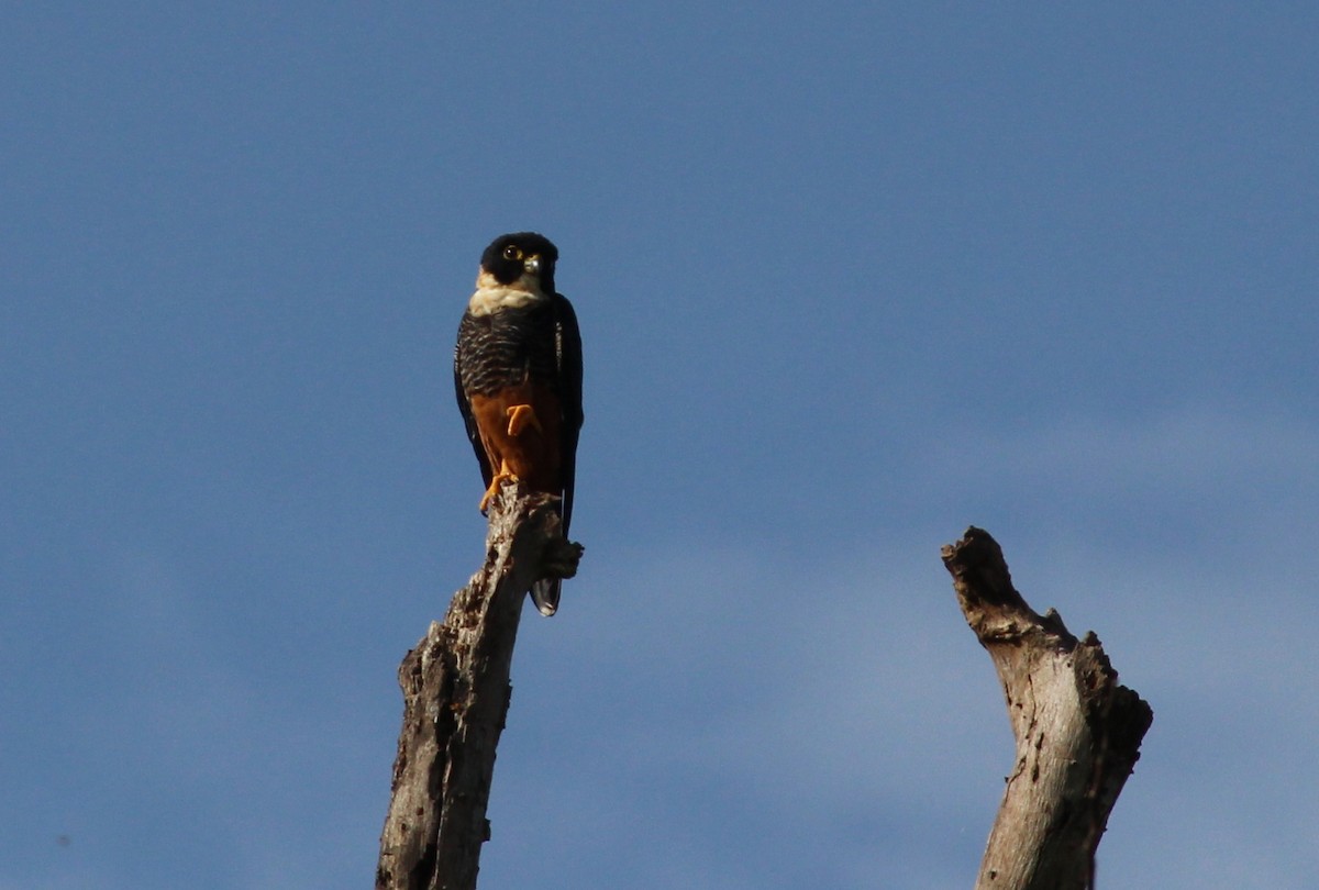 Bat Falcon - ML258827481