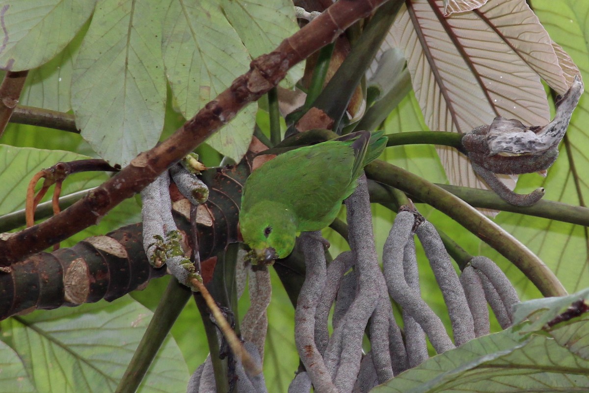 Dusky-billed Parrotlet - ML258827531
