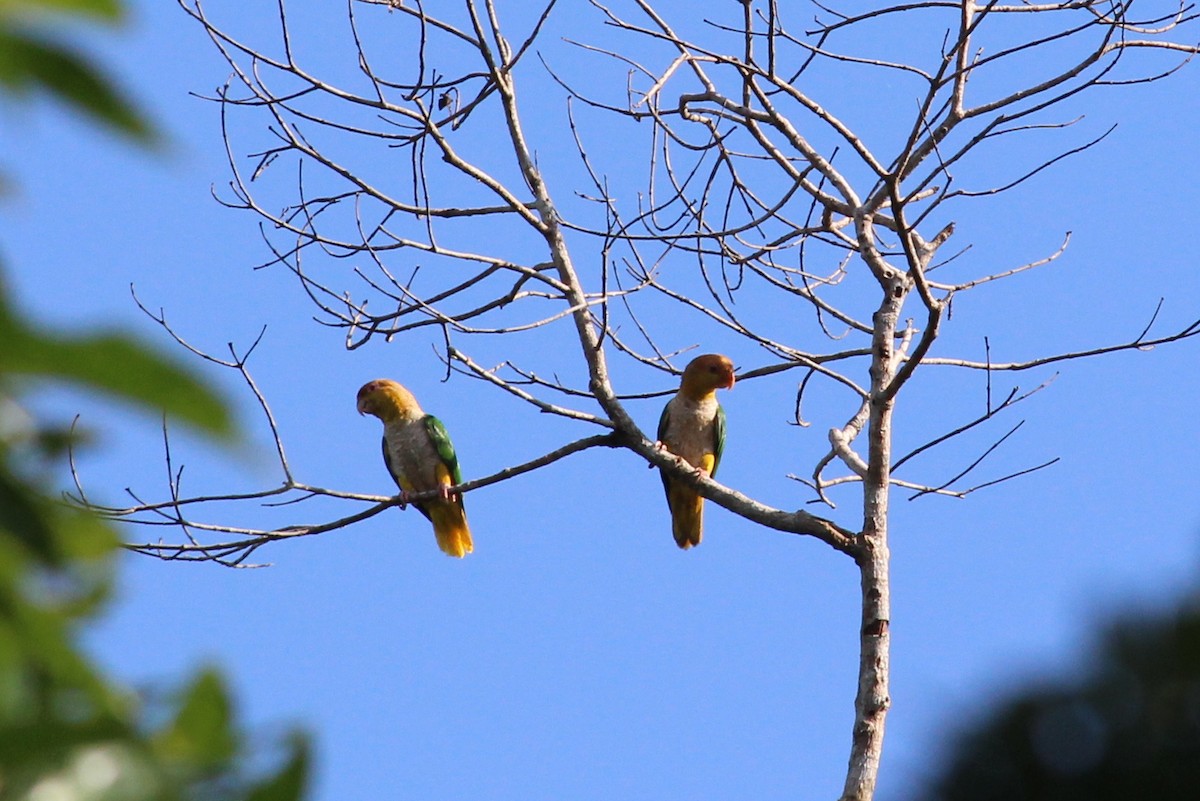 White-bellied Parrot - ML258827611