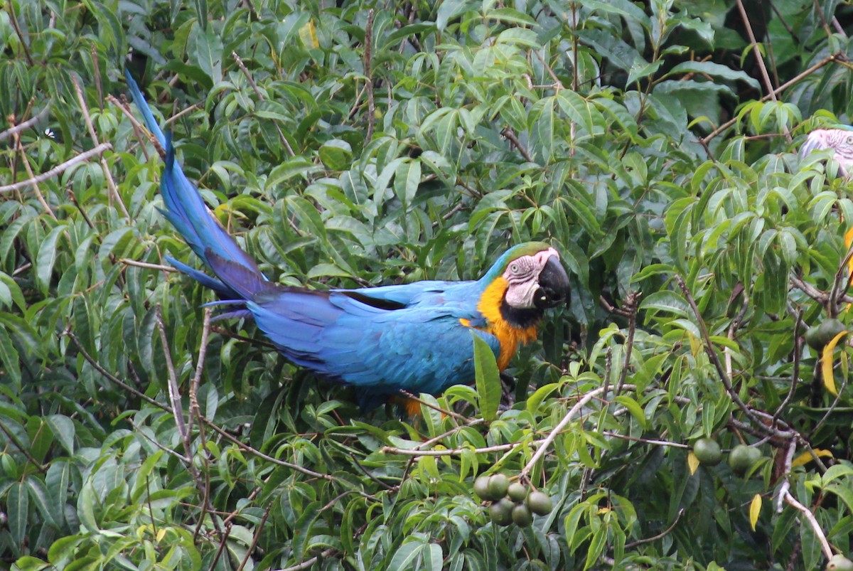 Blue-and-yellow Macaw - ML258827781