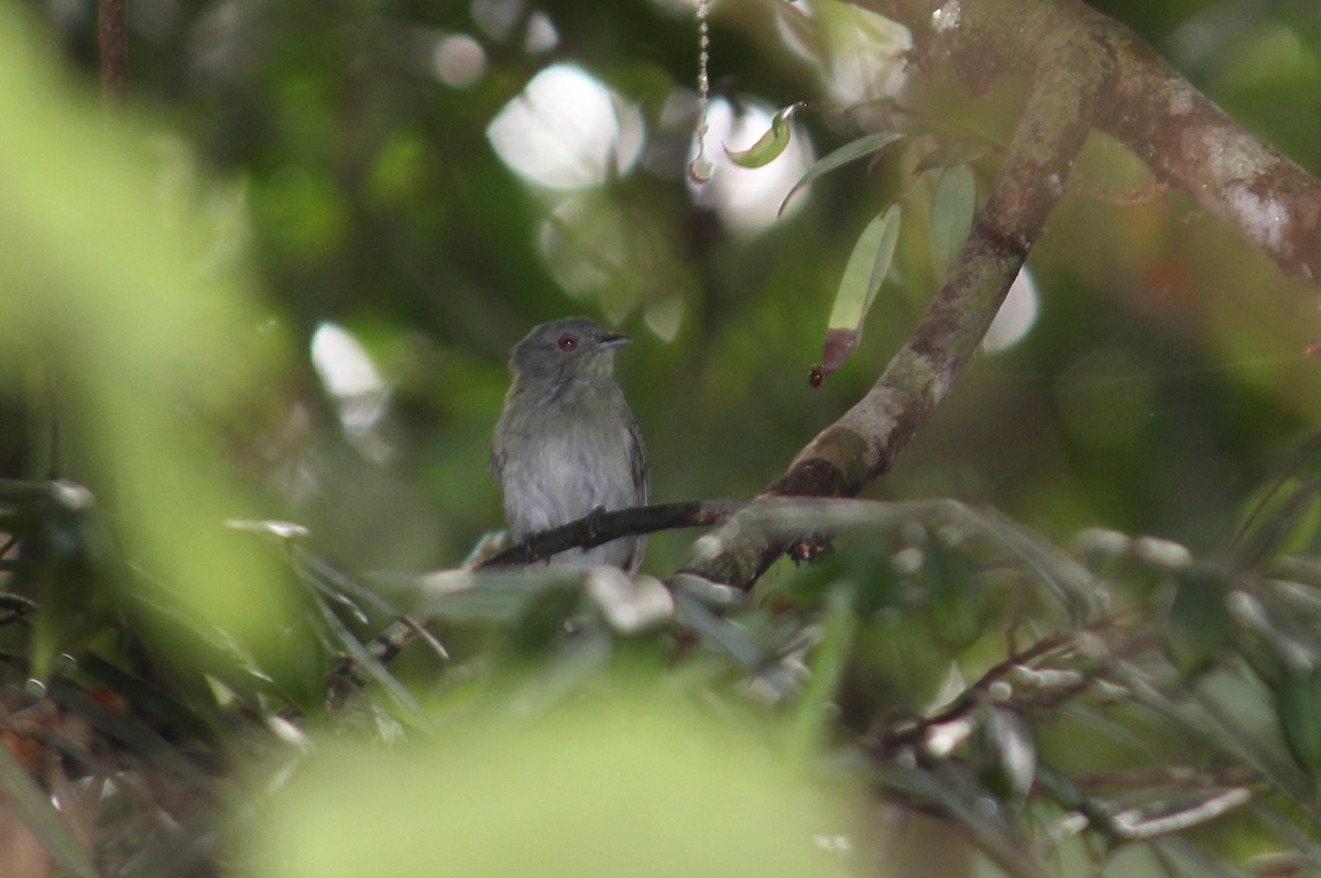 White-crowned Manakin - ML258827941