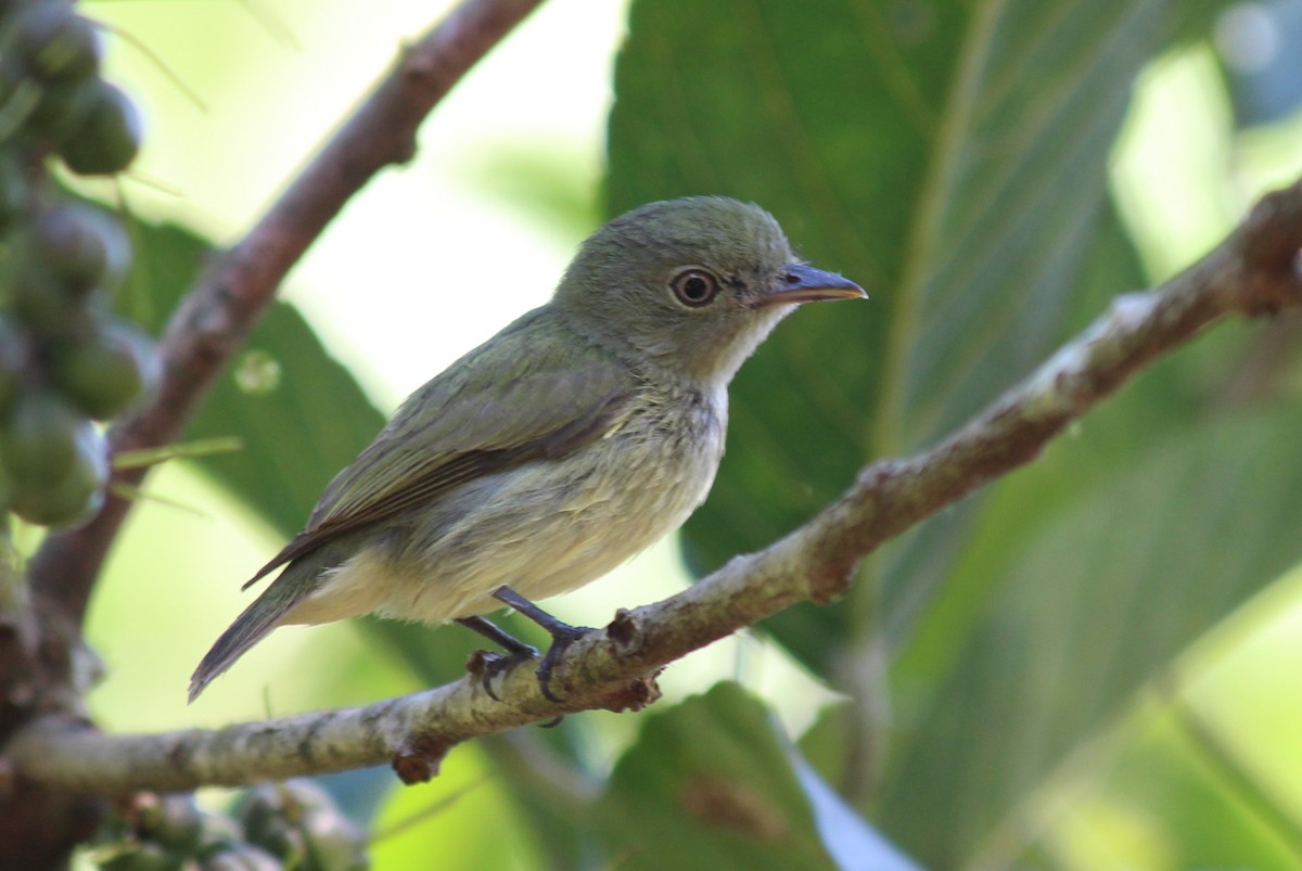 Dwarf Tyrant-Manakin - ML258828041