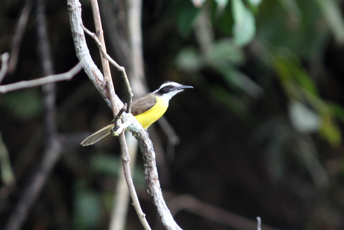 Lesser Kiskadee - ML258828201