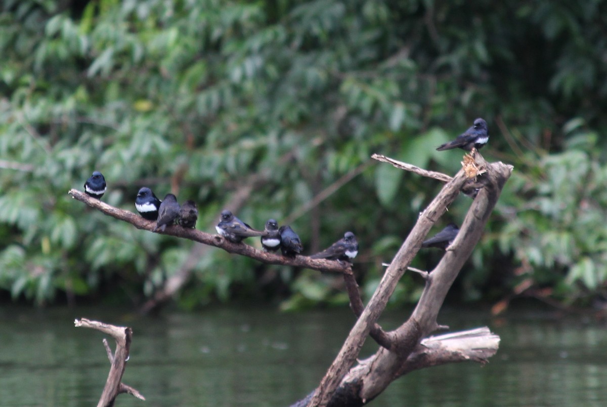 White-banded Swallow - ML258828341