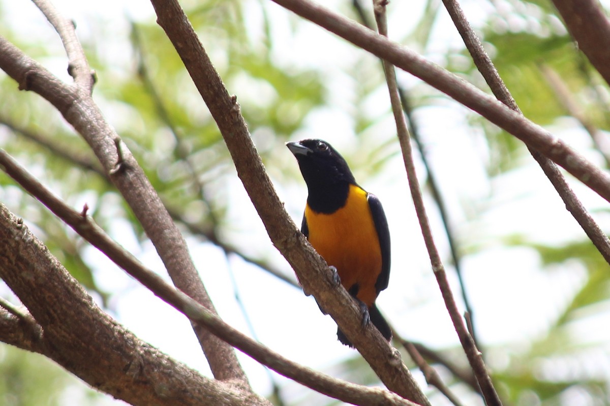 Rufous-bellied Euphonia - ML258828501