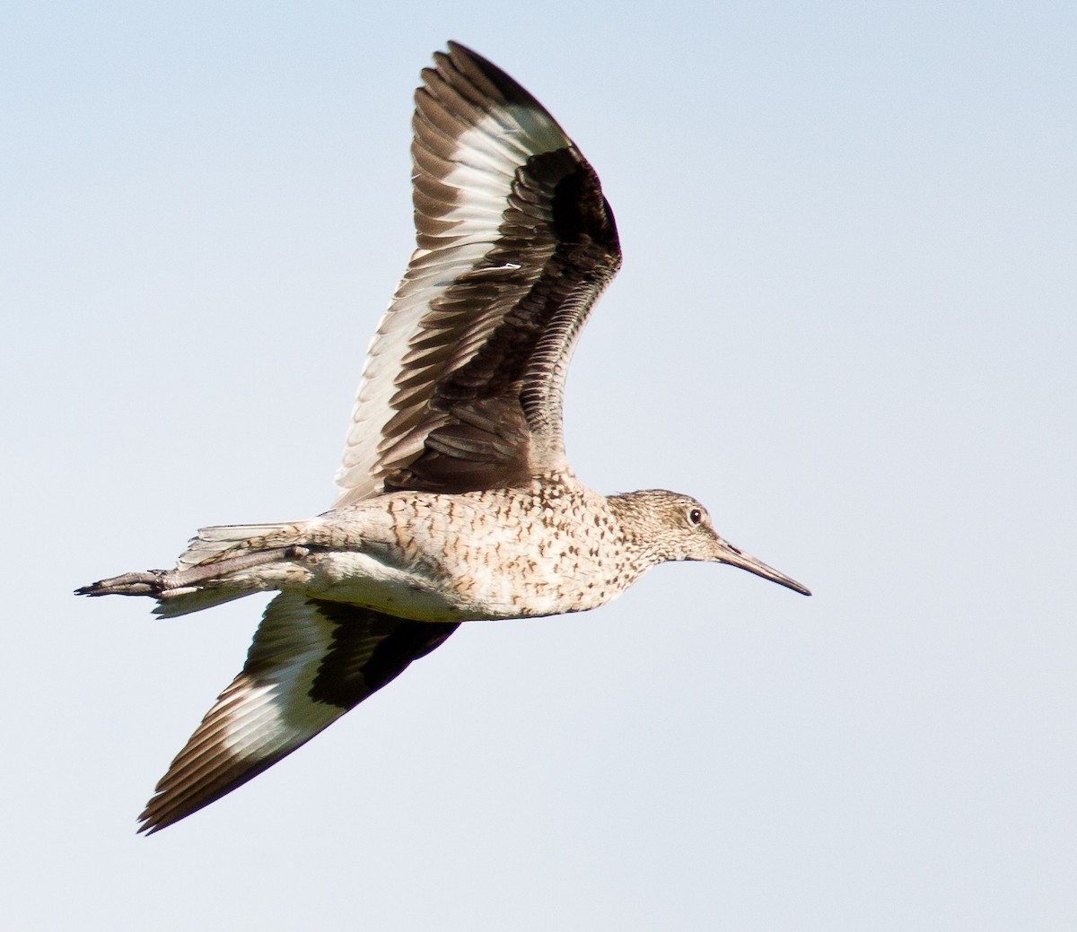 Willet - Caroline Lambert