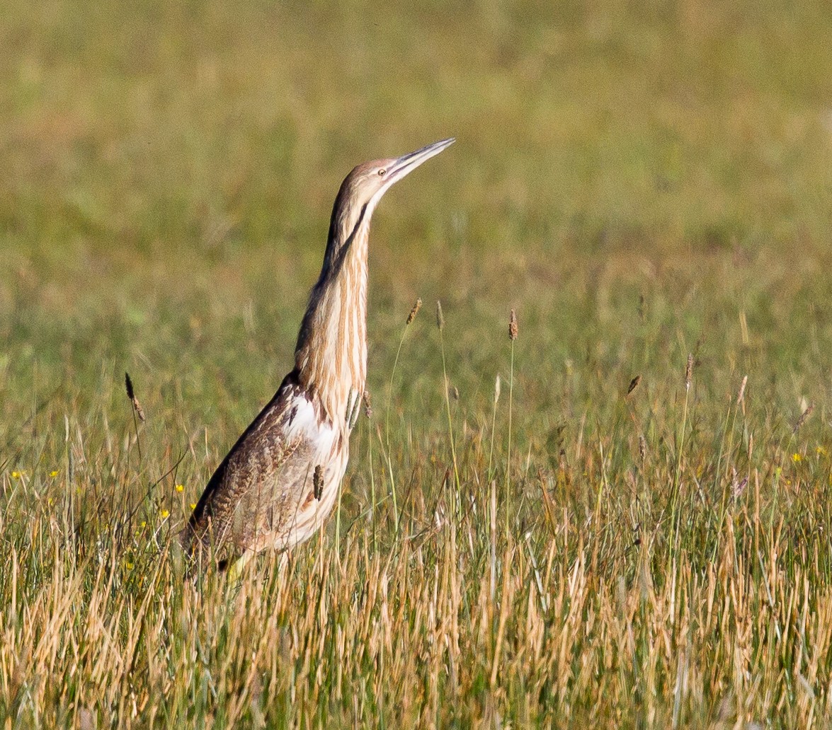 American Bittern - ML258828681