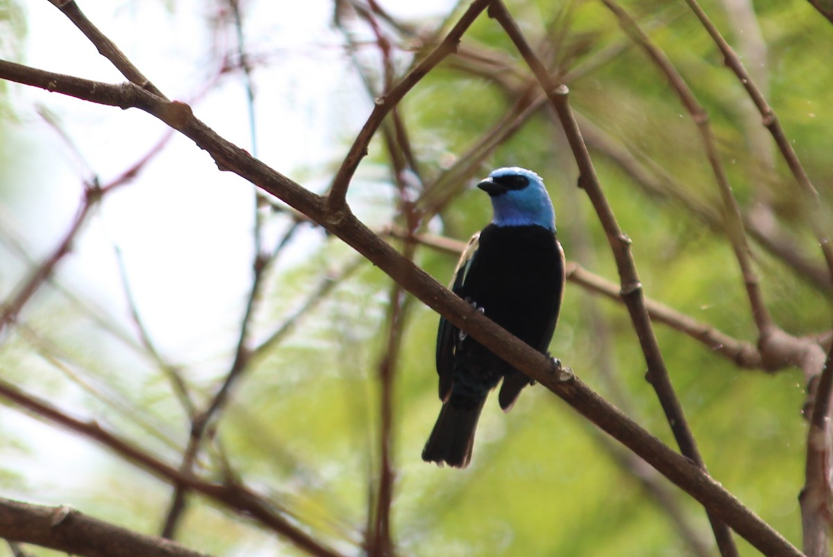 Blue-necked Tanager - ML258828861