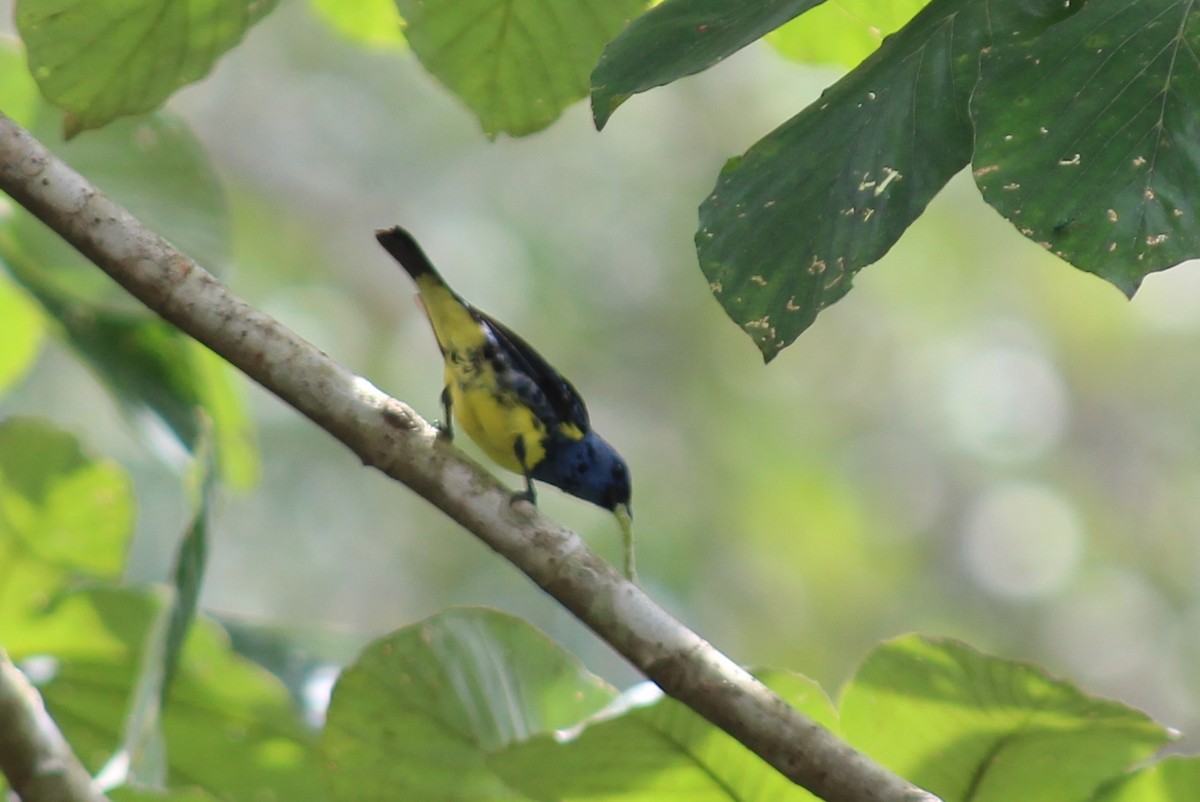 Turquoise Tanager - ML258828931