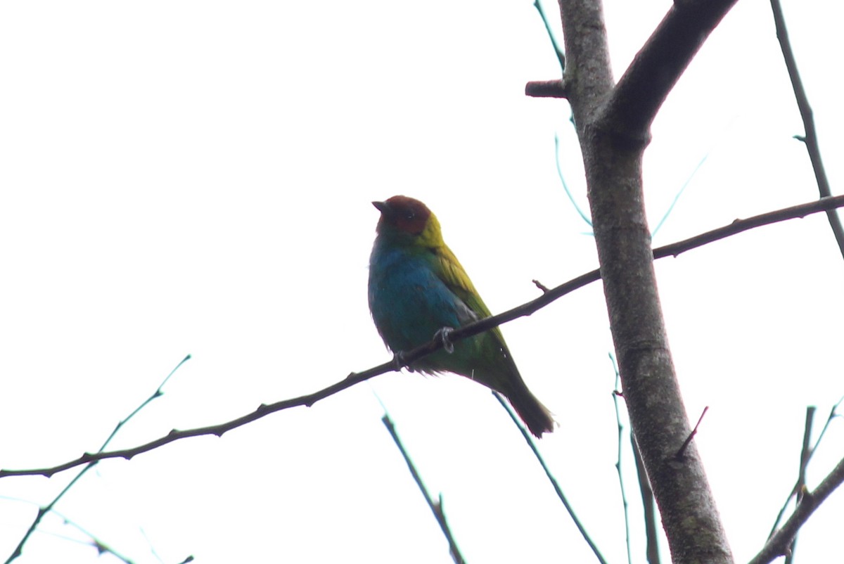 Bay-headed Tanager - ML258828941