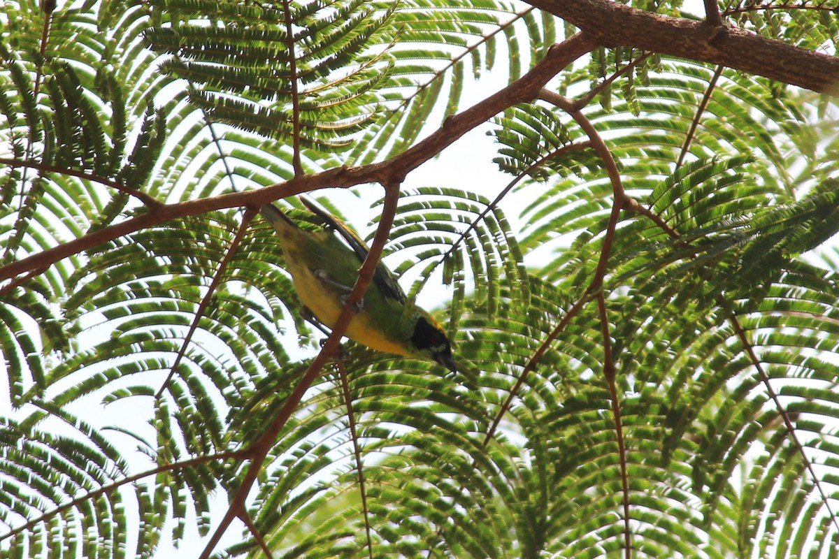 Green-and-gold Tanager - ML258829081