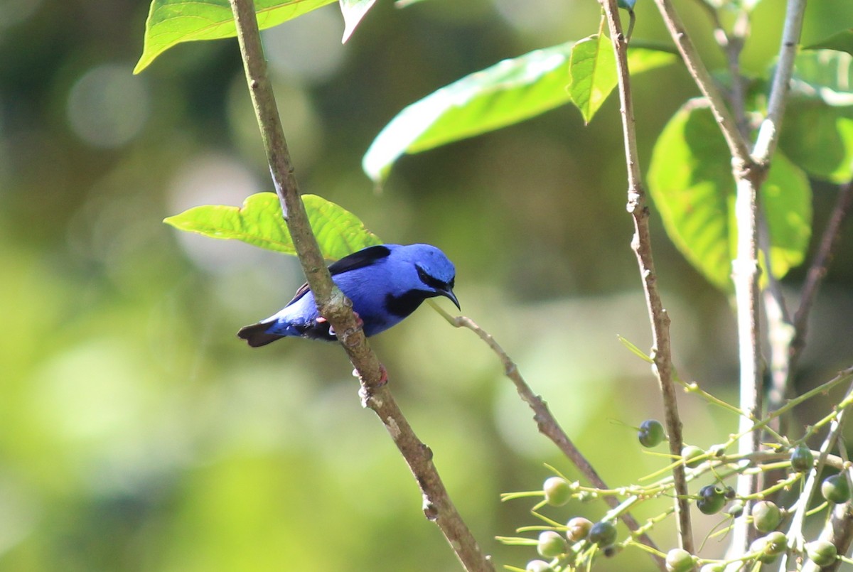 Short-billed Honeycreeper - ML258829121