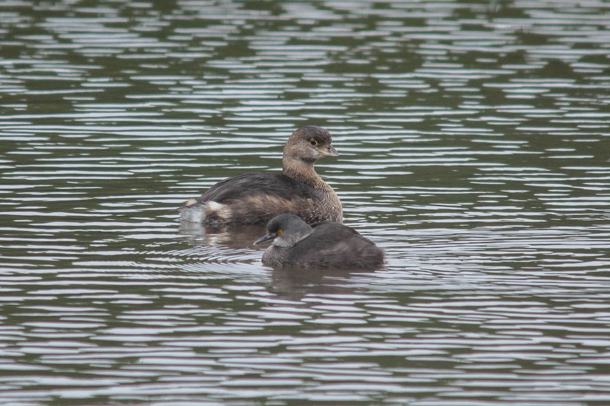 Pied-billed Grebe - ML258829421