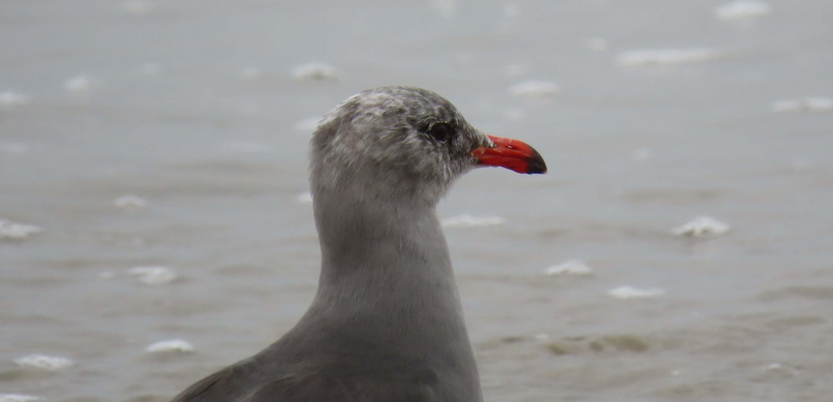 Heermann's Gull - ML258830491