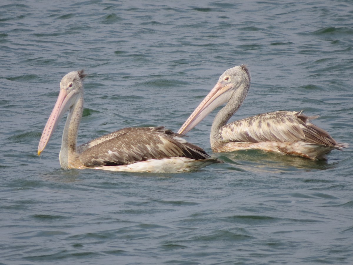 pelikán skvrnozobý - ML25883091