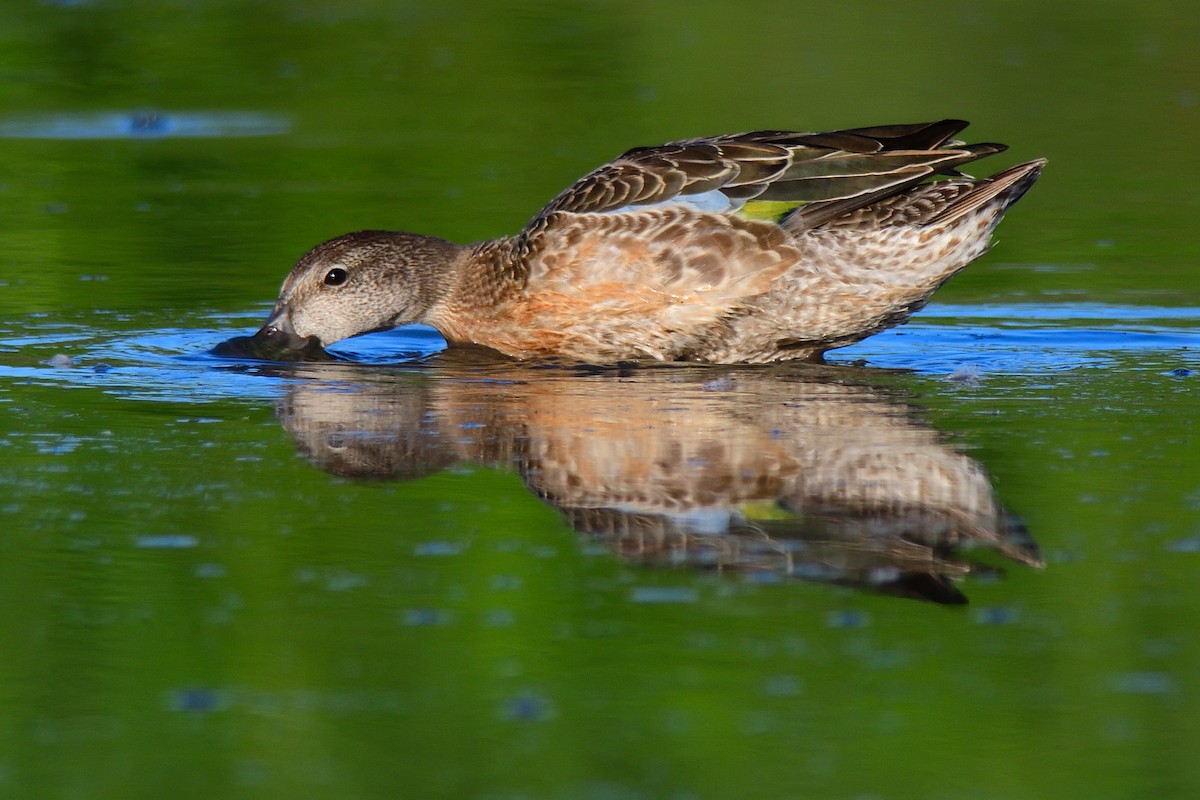 Blue-winged Teal - ML258831091
