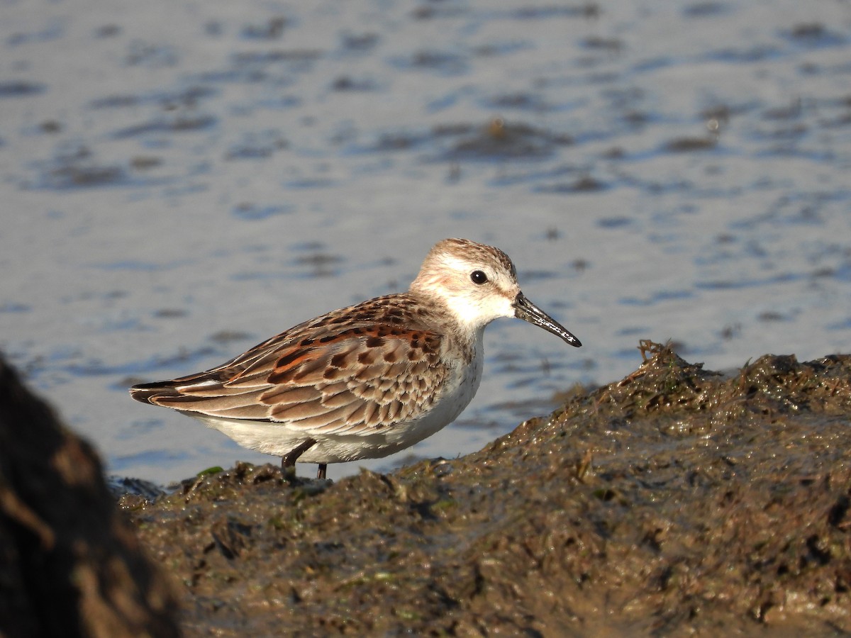 Western Sandpiper - Mourad Jabra