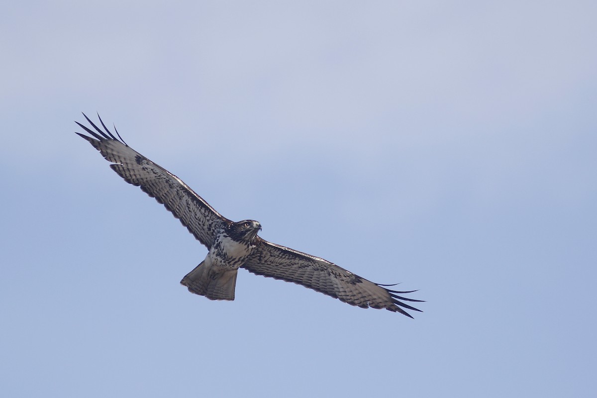 Red-tailed Hawk (calurus/alascensis) - ML258833851