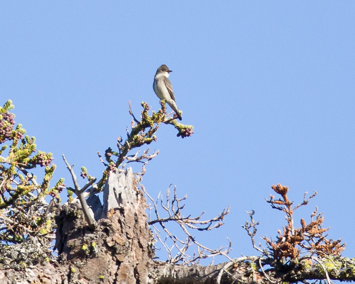 Olive-sided Flycatcher - Caroline Lambert