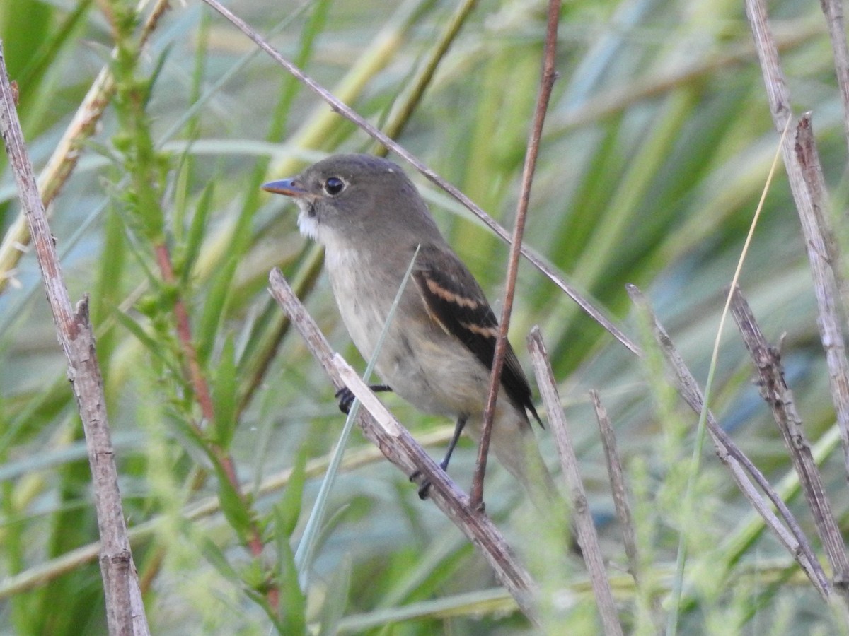 Least Flycatcher - Subodh Ghonge