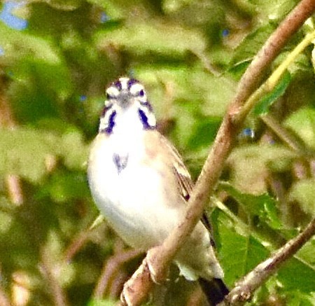 Lark Sparrow - Jason C. Martin