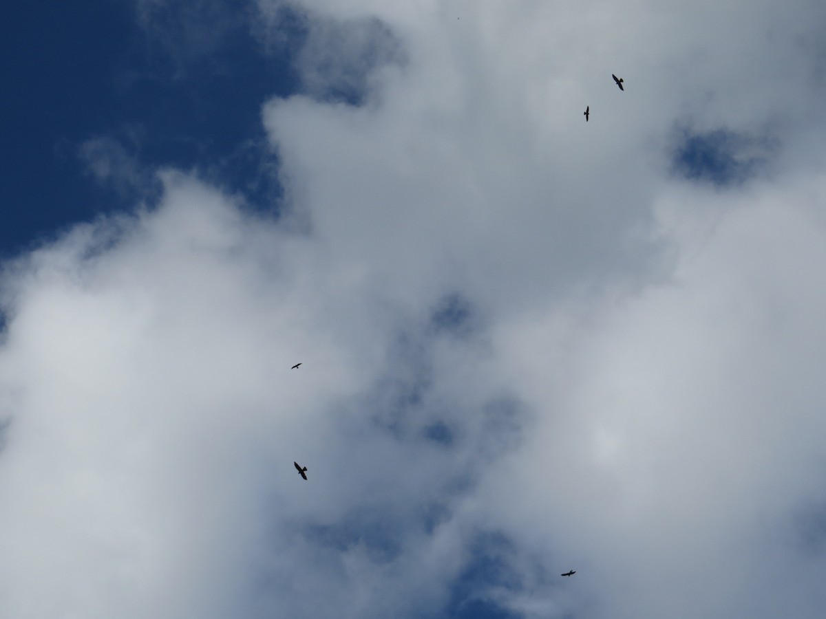 Mississippi Kite - ML258837861