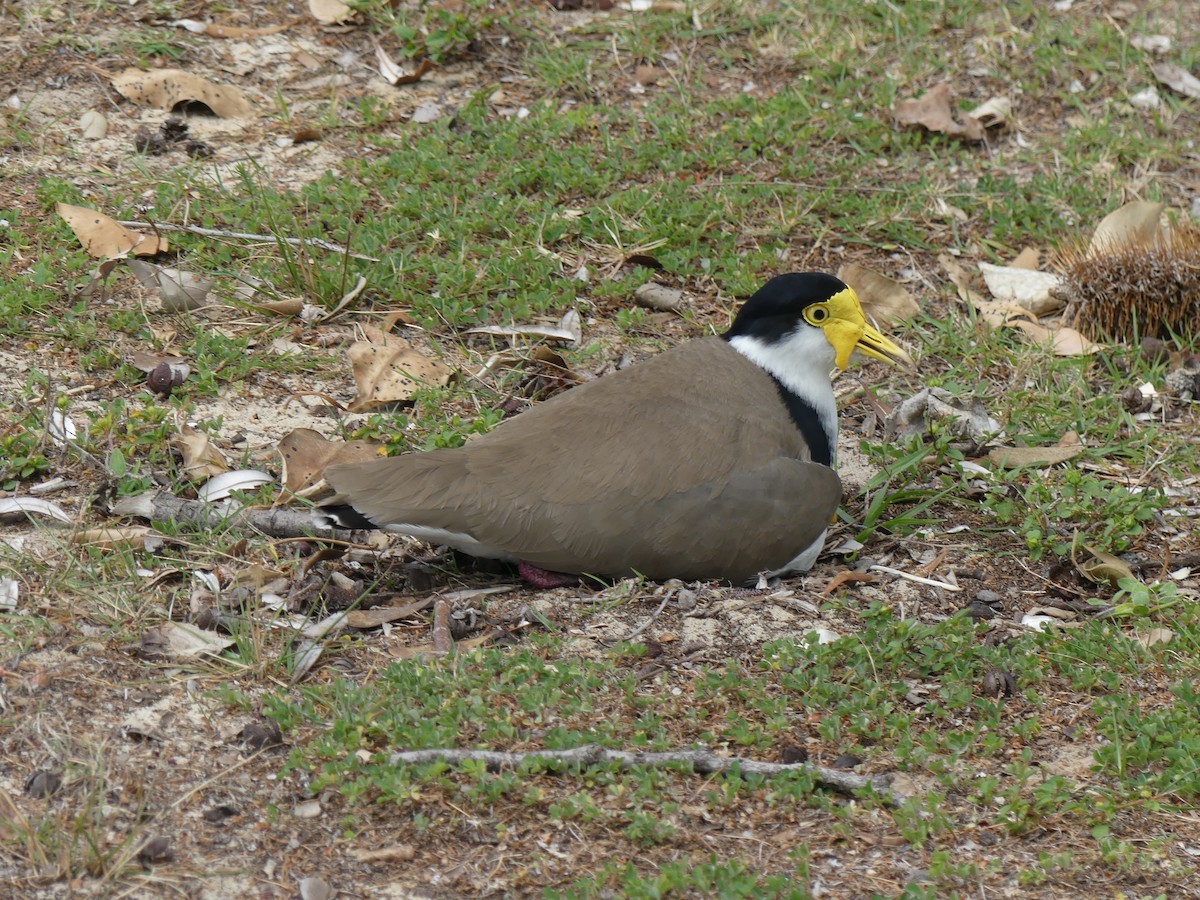 Masked Lapwing - ML258838601