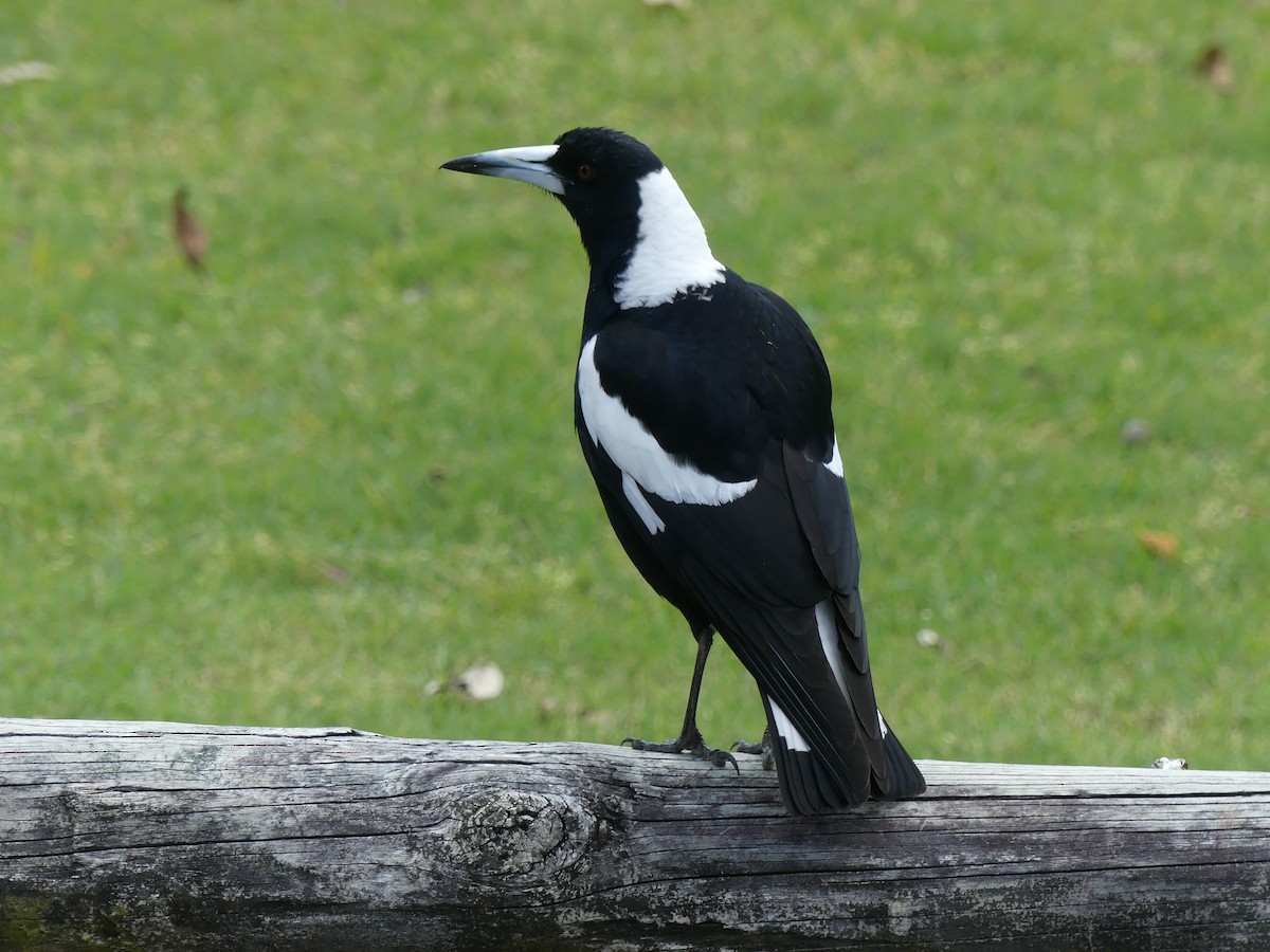 Australian Magpie - ML258838691