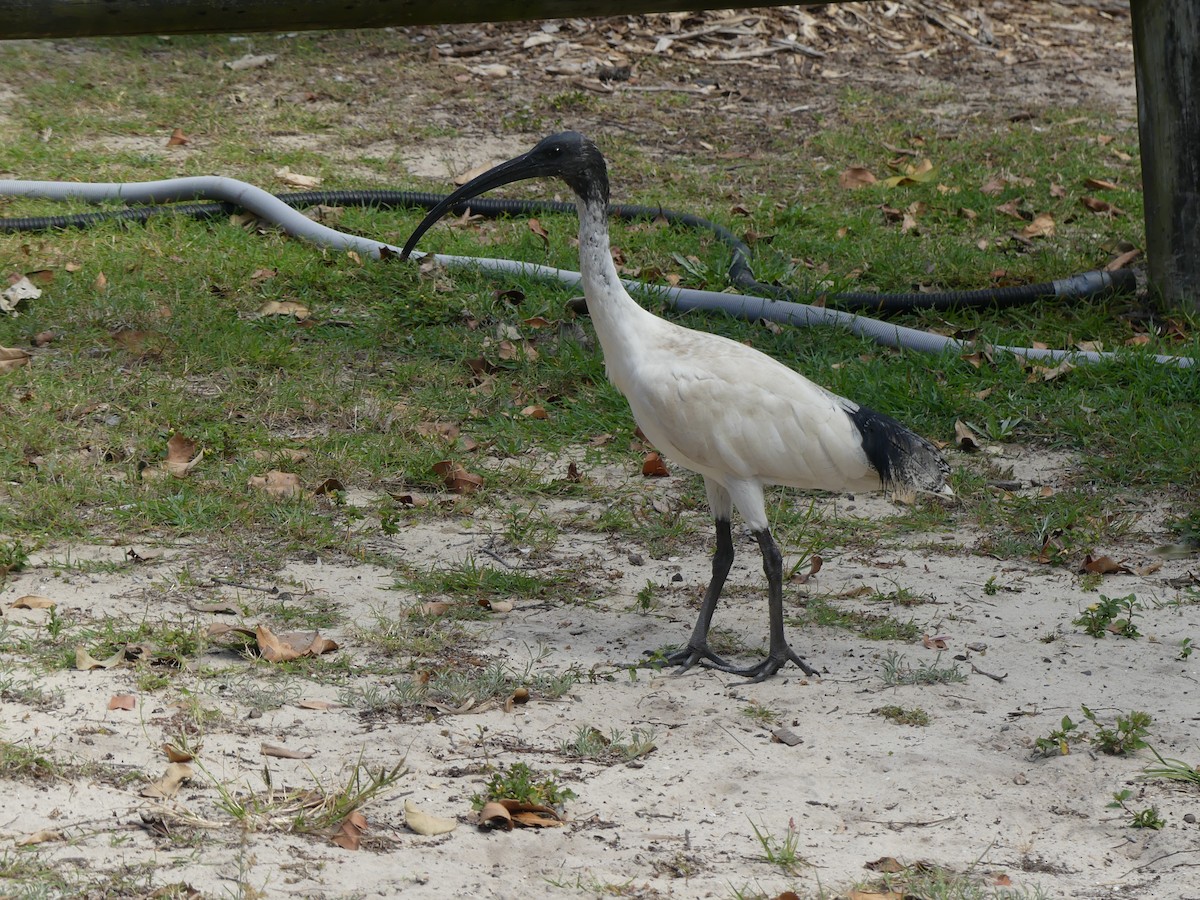 ibis australský - ML258839341