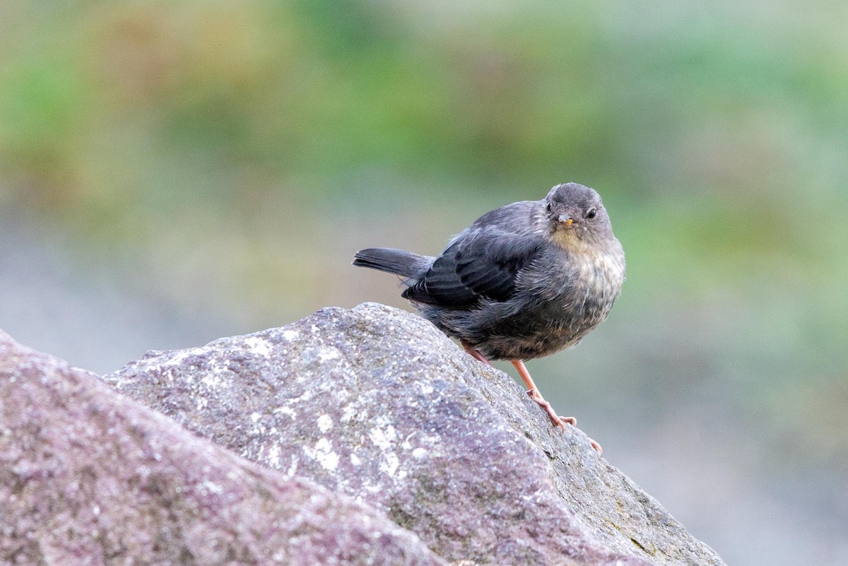 American Dipper - ML258840521