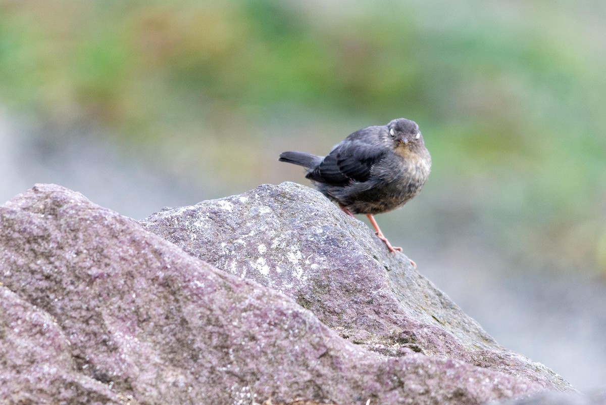 American Dipper - ML258840541