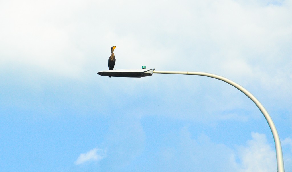 Double-crested Cormorant - ML258842681