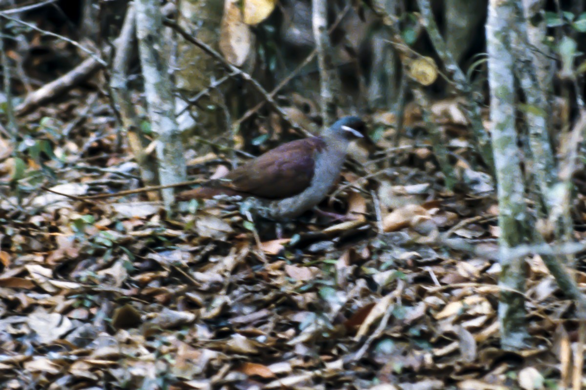 Key West Quail-Dove - ML258842961