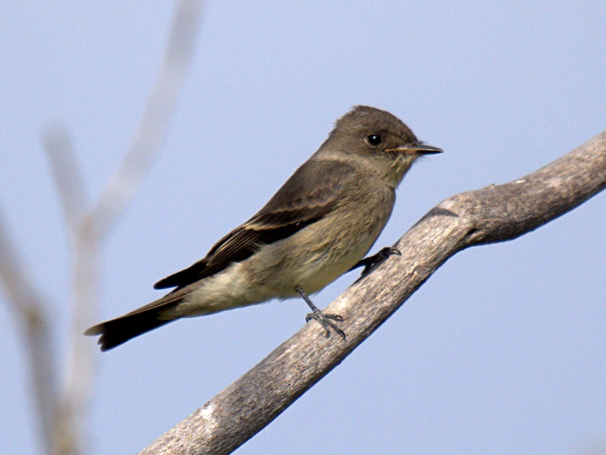 Western Wood-Pewee - ML258842991