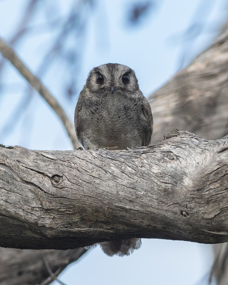 Australian Owlet-nightjar - Sam Gordon