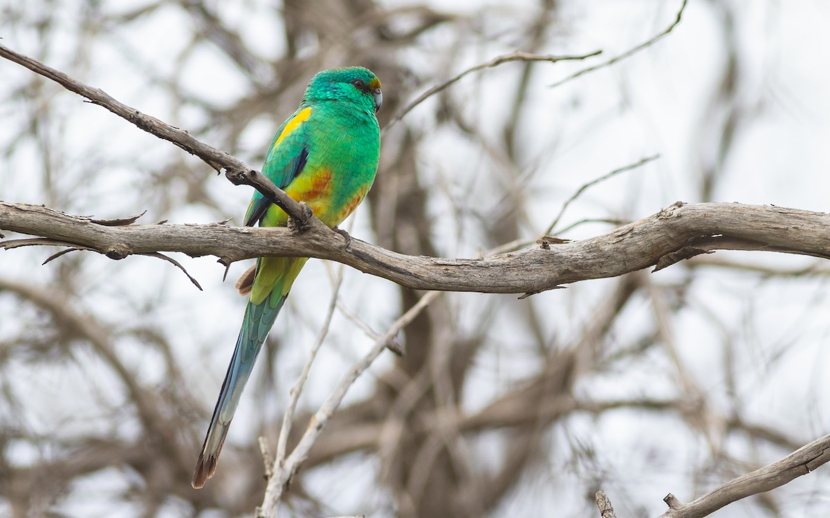Разноцветный попугайчик - ML258843611