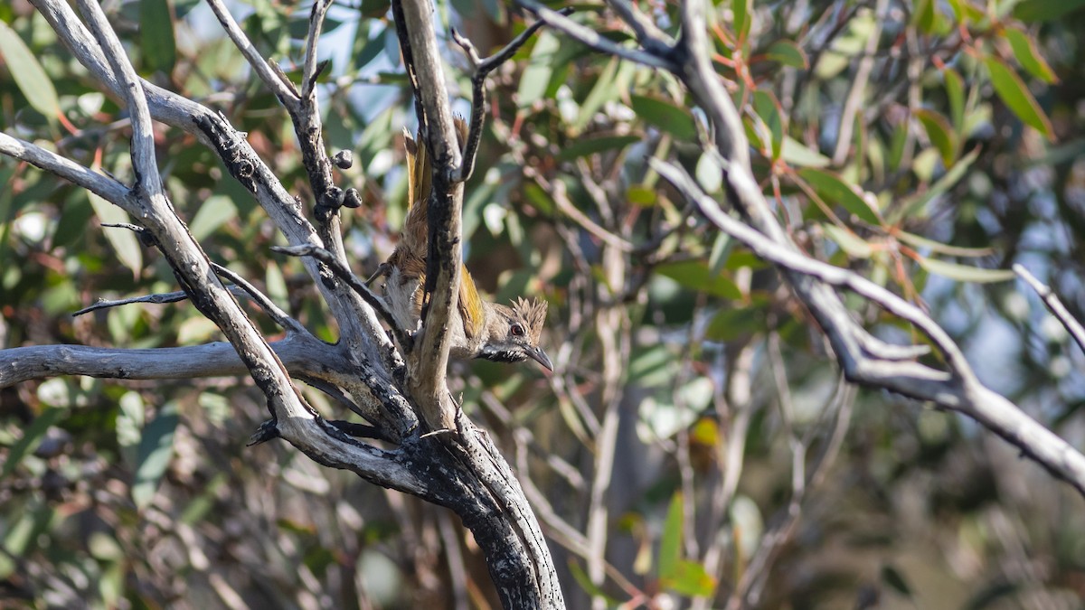 Western Whipbird - ML258843821