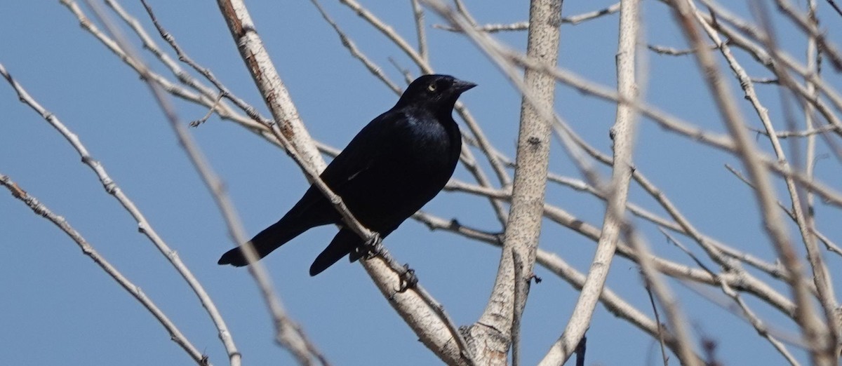 Brewer's Blackbird - ML258843991