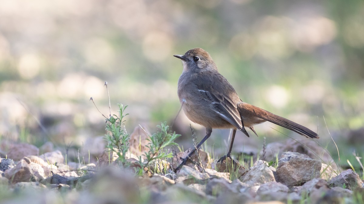 Southern Scrub-Robin - Sam Gordon